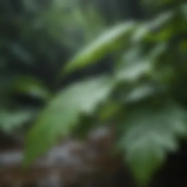Nature's Melodic Dance Raindrops Dancing on Vibrant Green Leaves