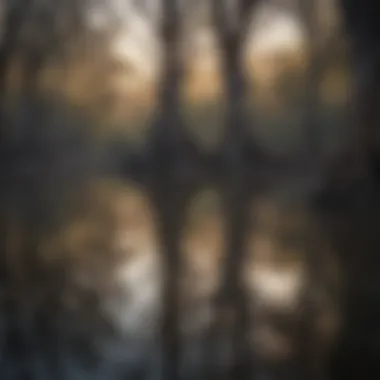 Reflections of ancient trees in a tranquil billabong