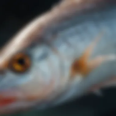 Close-up of a local fish species caught at Fort Myers Beach, highlighting its unique features