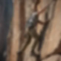 Light Cargo Pants in Cliff Climbing