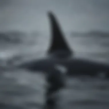 Majestic orca showcasing its powerful dorsal fin