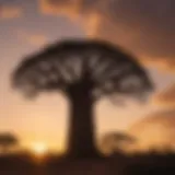 Majestic Baobab Tree at Sunset