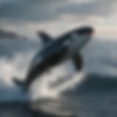 Orca breaching out of the water in a dynamic leap