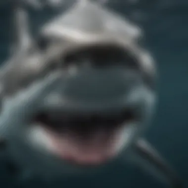 Great White Shark's Piercing Gaze Underwater