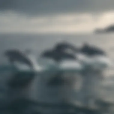 A pod of dolphins gracefully gliding through the tranquil ocean waters