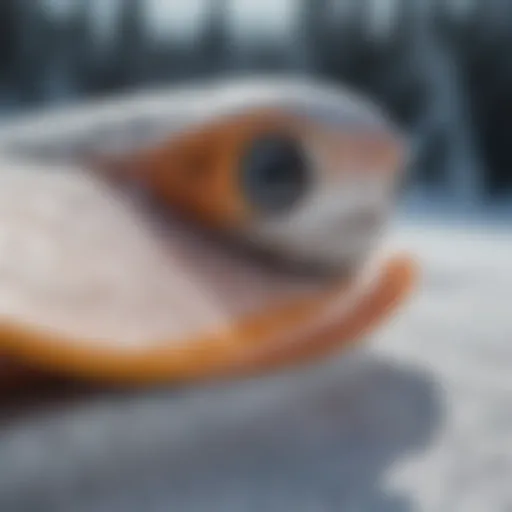 A close-up view of a fish tail snowboard showcasing its unique shape