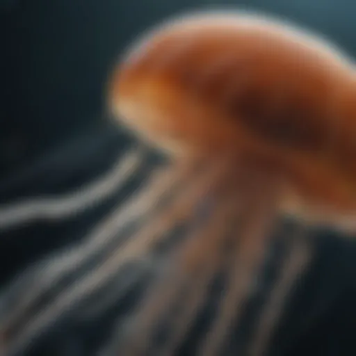 A close-up view of a jellyfish showcasing its intricate tentacles and bell