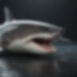 Close-up view of a shark shield device showcasing its design and technology
